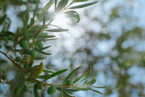 branche d'olivier au soleil