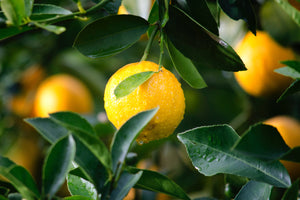 Citrons  jaunes sur une branche de citronnier